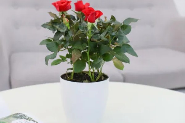 玫瑰花叶子发黄如何处理，缺少光照可放在光线充足的地方
