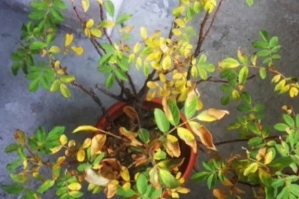 玫瑰花叶子发黄如何处理，缺少光照可放在光线充足的地方