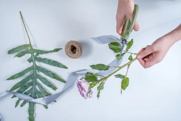 玫瑰花叶子发黄如何处理，缺少光照可放在光线充足的地方