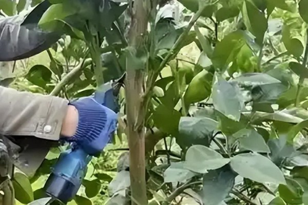 柚子树的冬季修剪时间,最好在12月份下旬进行