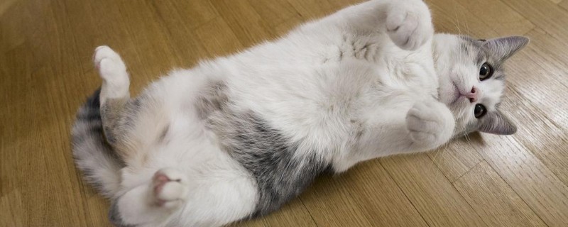 怎样让猫咪的脸又大又圆，选择蛋白质含量高的猫粮