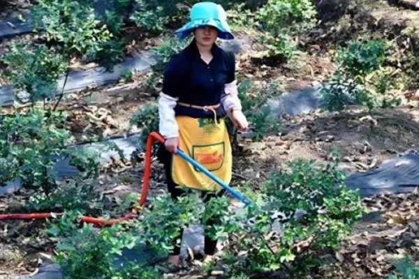 蓝莓怎么种植,首先要挑选颗粒饱满的种子