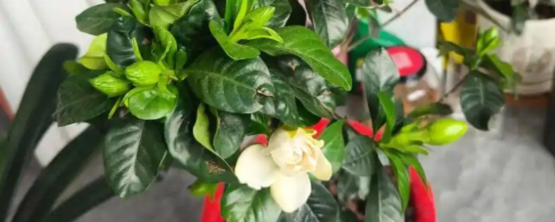 栀子花的养殖方法，每天接受6小时以上的光照