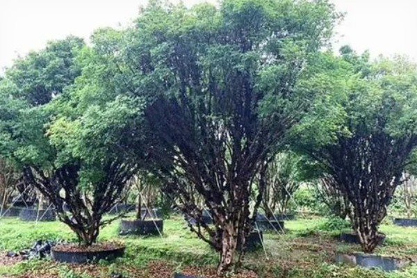 怎么看树葡萄熟没熟,可以从颜色和软硬度等分辨