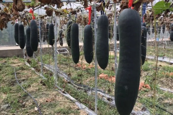 黑皮冬瓜的亩产量,通常在5000公斤以上