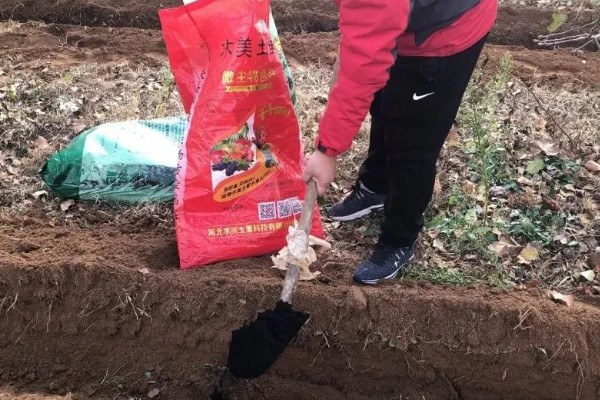 黑皮冬瓜的亩产量,通常在5000公斤以上