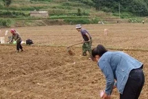 黑皮冬瓜的亩产量,通常在5000公斤以上