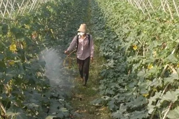 黑皮冬瓜的亩产量,通常在5000公斤以上