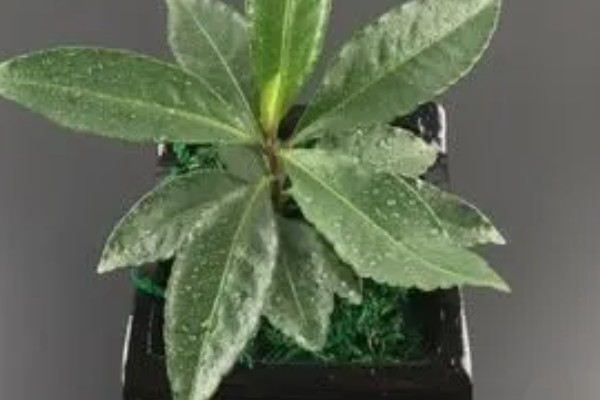 金玉满堂花冬季浇水间隔，每隔10-15天浇一次