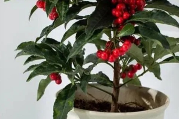 金玉满堂花冬季浇水间隔，每隔10-15天浇一次