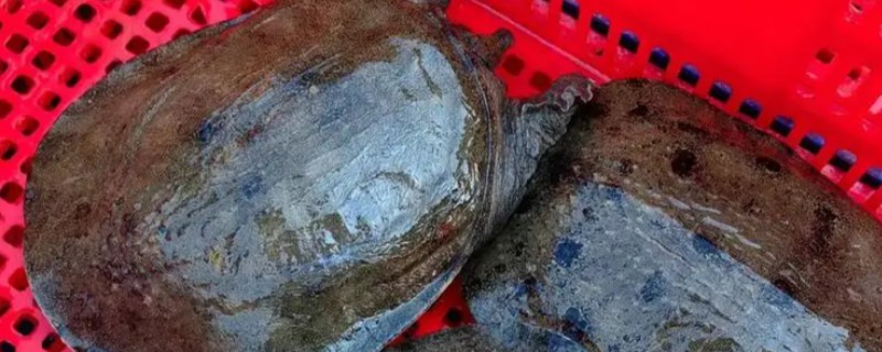 甲鱼吃哪种饵料，以水中昆虫、蚯蚓等为食