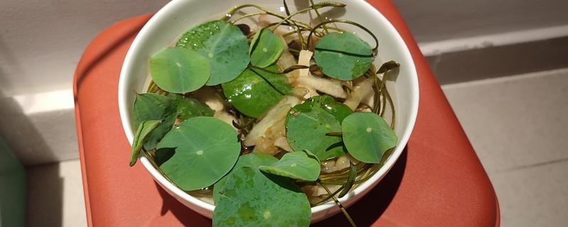 碗莲有哪些虫害，常见的有大蓑峨、铜绿金龟子、黄刺蛾等