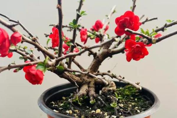 长寿海棠冬季怎么养殖,每天见光3-5个小时