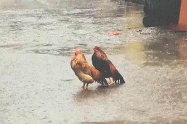 鸡被雨水淋湿了会怎样，会生病