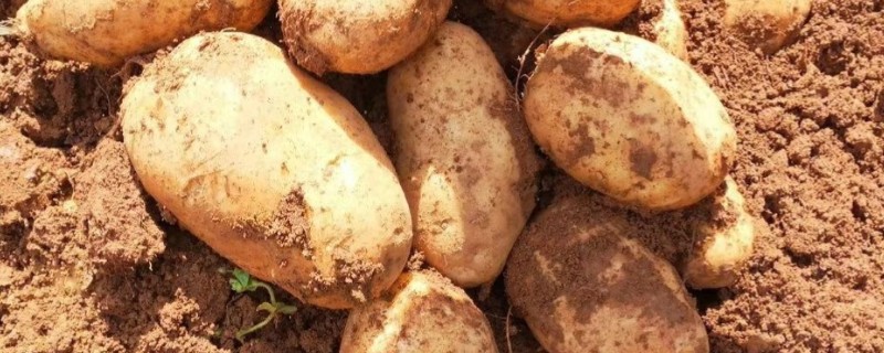 土豆有什么品种，中薯3号、中薯5号等品种品质好