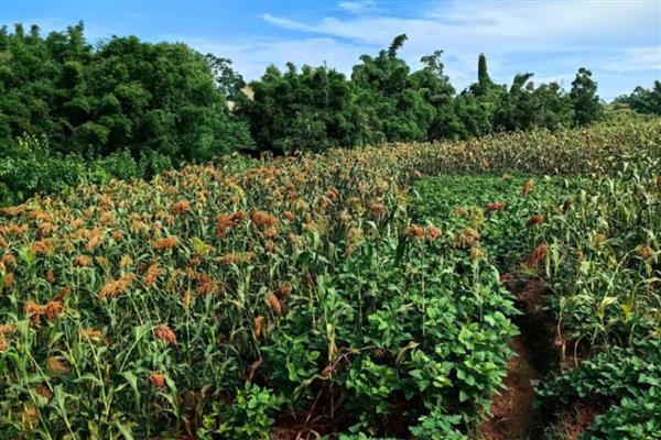 高粱如何施用肥料，可根据天气情况施肥