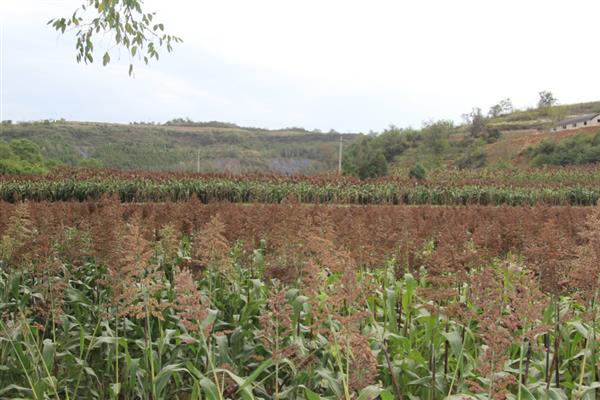高粱如何施用肥料，可根据天气情况施肥