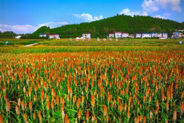 高粱如何施用肥料，可根据天气情况施肥