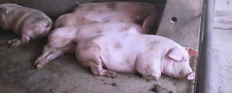 导致猪咳嗽的原因，可能是得了猪肺疫、支原体肺炎等