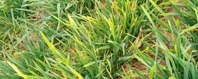 麦苗发黄的原因，可能是缺氮、钾等所致