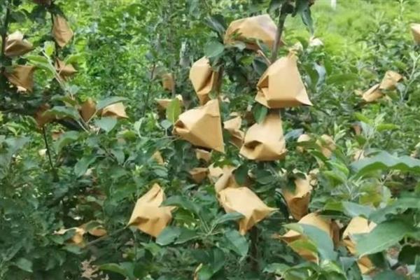 苹果套袋后怎么打药，立刻喷施波尔多液