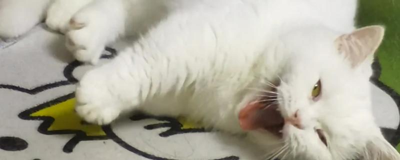 猫趾间炎的症状，轻度的表现为脚底心出现红色斑点