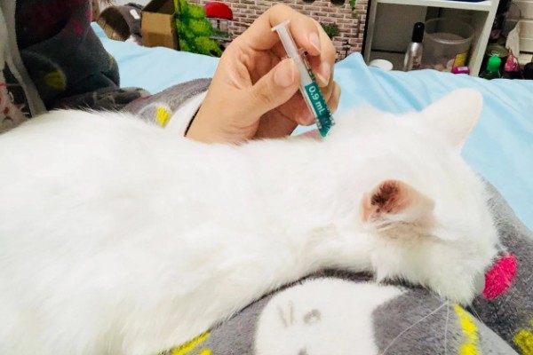 怎么预防猫狗耳螨,日常清洁非常重要