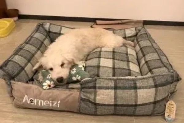 怎么预防猫狗耳螨,日常清洁非常重要