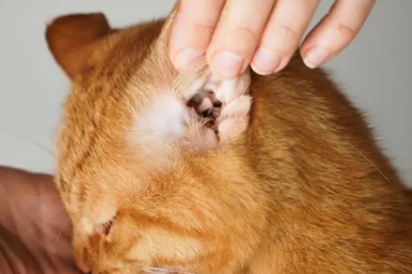 怎么预防猫狗耳螨,日常清洁非常重要