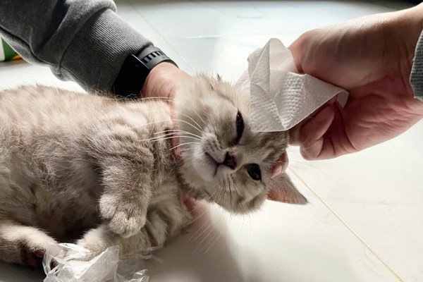 怎么预防猫狗耳螨,日常清洁非常重要