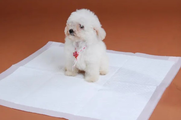 狗狗为什么不愿意在家上厕所,可能是不习惯