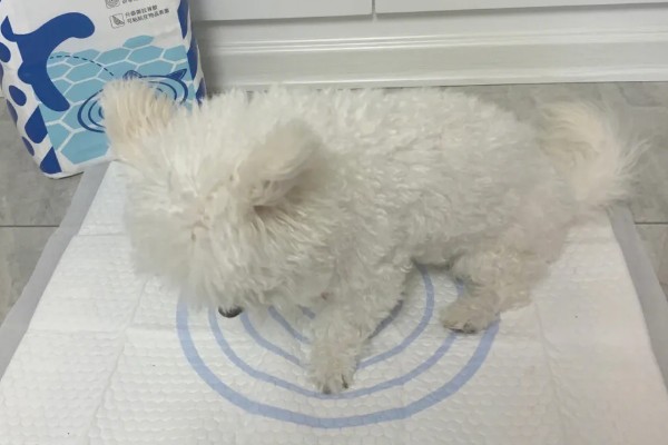 狗狗为什么不愿意在家上厕所,可能是不习惯
