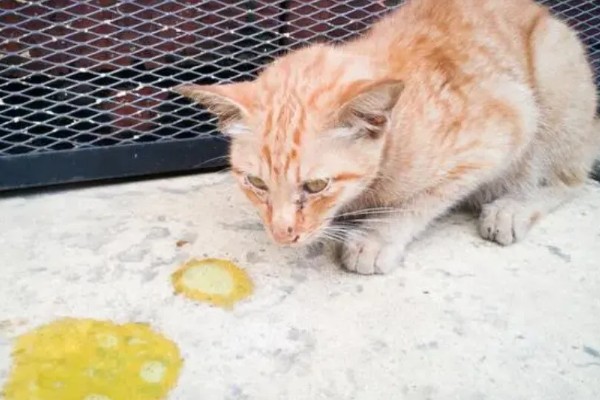猫肝炎的症状,表现为吃东西立马会吐
