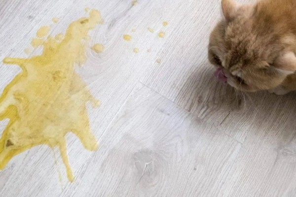 猫肝炎的症状,表现为吃东西立马会吐