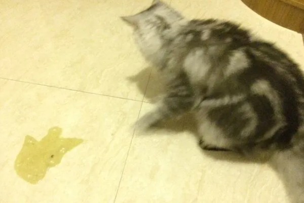 猫肝炎的症状,表现为吃东西立马会吐