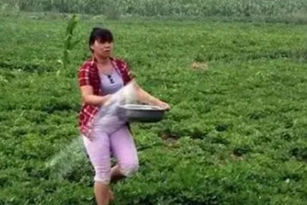 花生的田间管理方法,播种前需进行精细整地