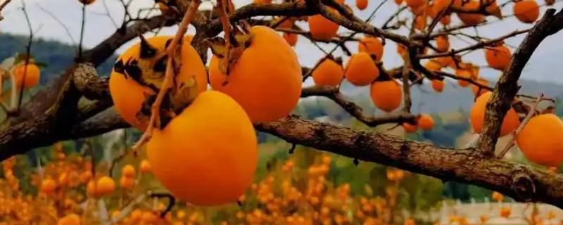 柿子树的盛果期是什么时候，大量结果到产量下降衰老之前
