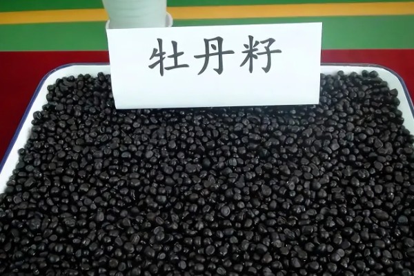 牡丹花种子如何种植，播种之前加入生石灰进行杀菌