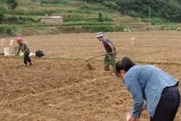 牡丹花种子如何种植，播种之前加入生石灰进行杀菌