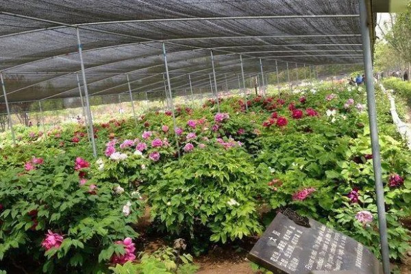 牡丹花种子如何种植，播种之前加入生石灰进行杀菌