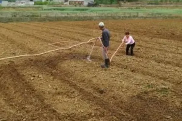 牡丹花种子如何种植，播种之前加入生石灰进行杀菌
