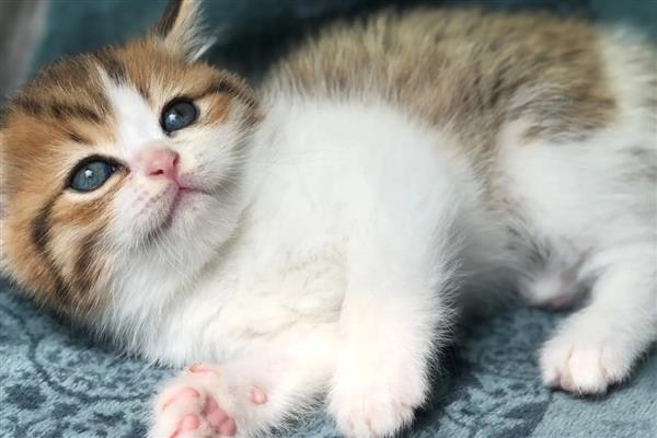 怎样让猫咪的脸又大又圆,选择蛋白质含量高的猫粮