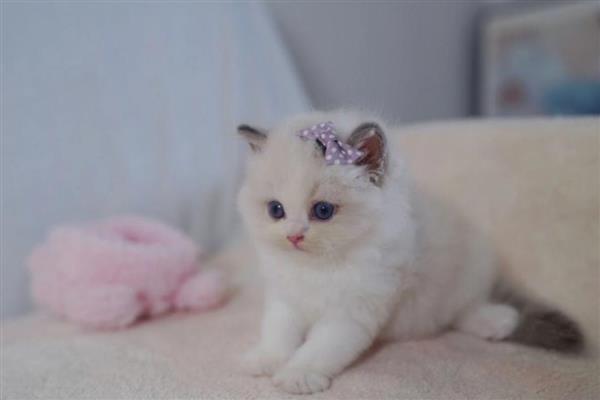 怎样让猫咪的脸又大又圆,选择蛋白质含量高的猫粮