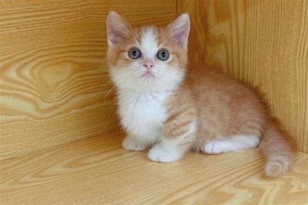 怎样让猫咪的脸又大又圆,选择蛋白质含量高的猫粮