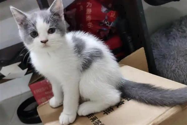 怎样让猫咪的脸又大又圆,选择蛋白质含量高的猫粮