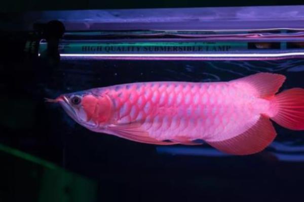 龙鱼掉眼原因，主要是向下看的时间过长所致