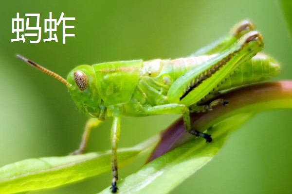 蚂蚱是蟋蟀吗，二者是不一样的