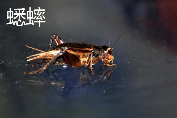 蚂蚱是蟋蟀吗，二者是不一样的