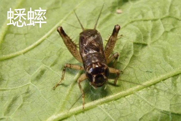 蚂蚱是蟋蟀吗，二者是不一样的