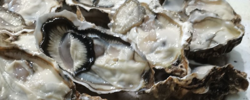 大连湾牡蛎的产地，产地在大连湾附近海域